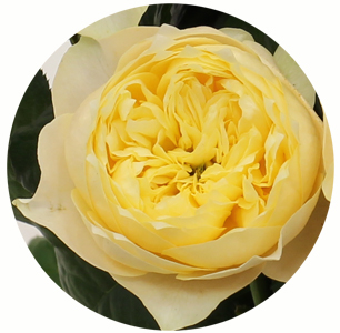 Роза Вувузуэла Голд (Vuvuzuela Gold)