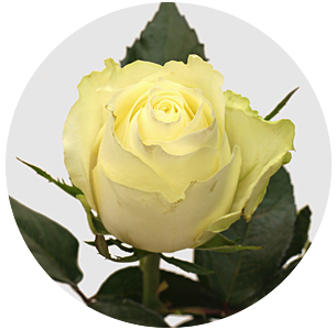 Роза Альбатрос (Albatros)