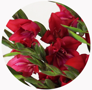 Гладиолус Колвиля Робинетта (Gladiolus Colvillei Robinetta)