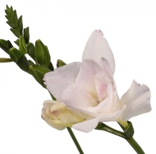 Фрезия светло-сиреневая