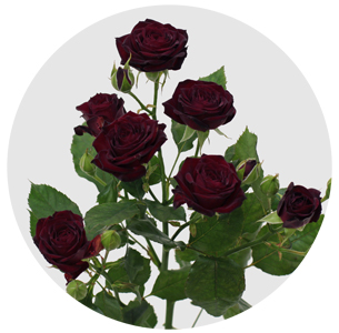 Роза кустовая Амата (Amata)