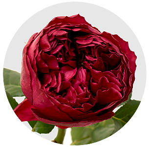 Роза Расберри элеганс (Raspberry Elegance)