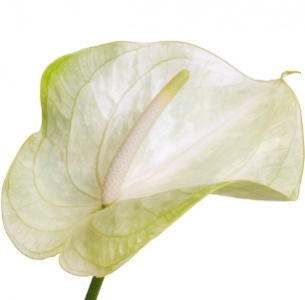 Антуриум Грейс (Grace)