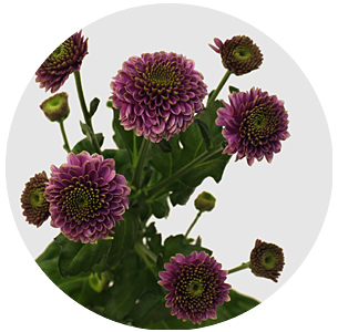 Хризантема кустовая Сантини Дория (Santini Doria)