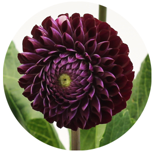 Георгина бардовая