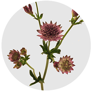 Астранция Рома роуз (Roma Rose)