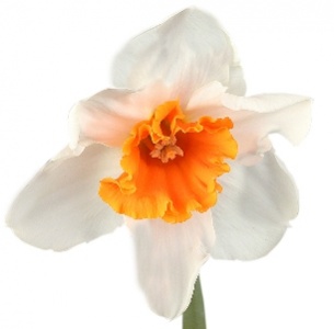 Нарцисс бело-оранжевый