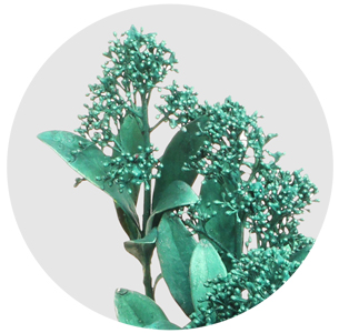 Скиммия крашеная зелёный металлик (Metal Green)