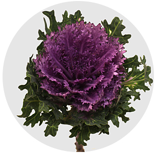 Брассика Крейн квин (Crane Queen)