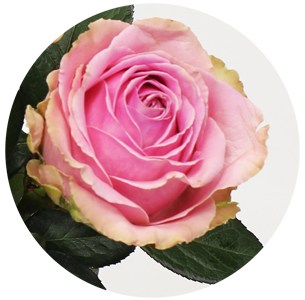 Роза Аваланж Хани (Honey Avalanche)