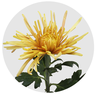 Хризантема одноголовая Спайдер квивэ (Spider Cuivre)