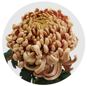 Хризантема одноголовая Вена медная (Vienna Copper)