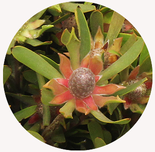 Леукадендрон Айоба стар пёрл (Ayoba Star Pearl)