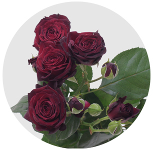 Роза кустовая Джамиля (Jumilia)