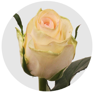 Роза Сеньорита (Senorita)