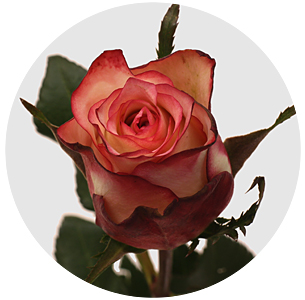 Роза Джулия (Julia)