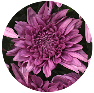 Хризантема одноголовая Резоми дарк (Resomee Dark)