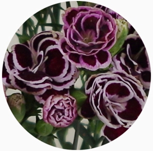 Гвоздика кустовая Блэк Джек (Dianthus Black Jack)