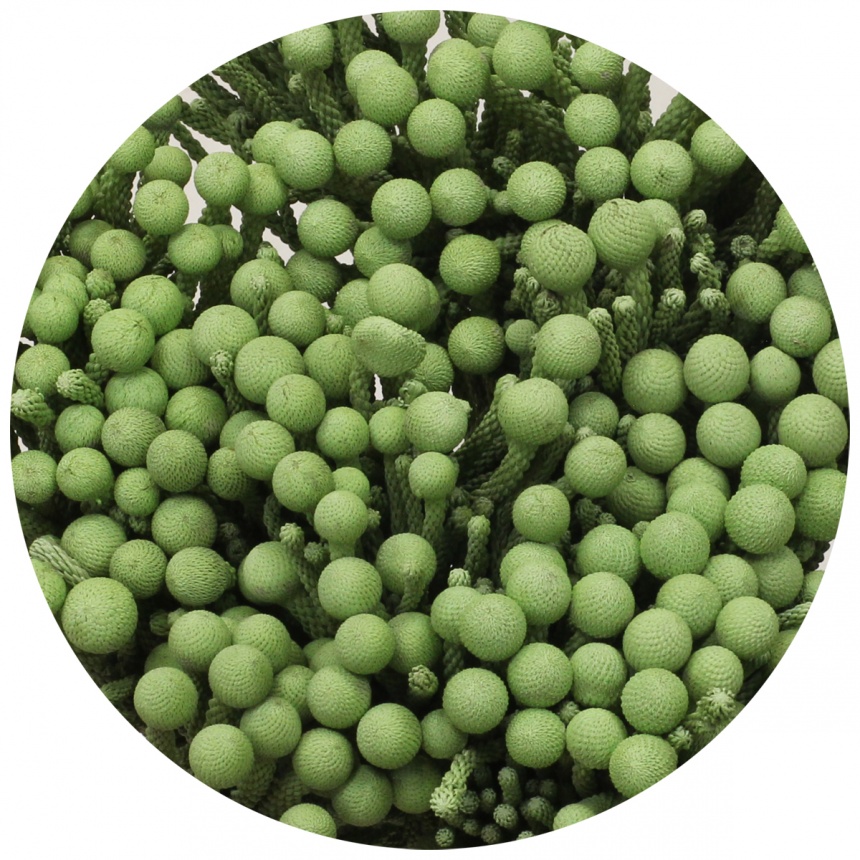 Бруния крашеная Силвер Лайм (Silver Lime)