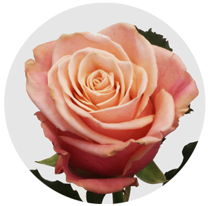 Роза Адель (Adele) Роза Адель (Adele)