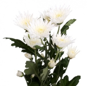 Хризантема кустовая Каролле (Carolle)