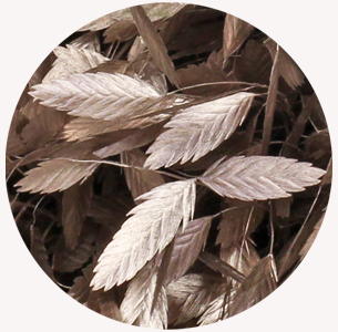 Хасмантиум крашеный Шампань (Champagne)