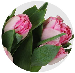 Тюльпан Фокстрот (Foxtrot)