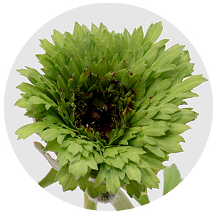 Ранункулус Ренет грин (Reinette Green)