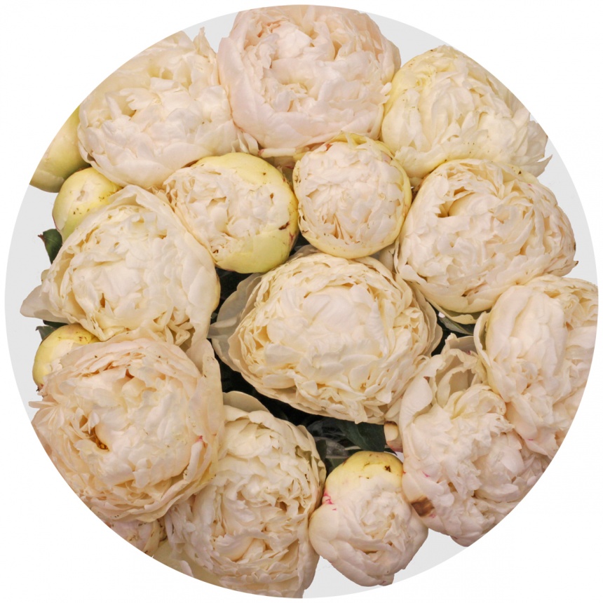 Пион Боул оф Крим (Bowl of Cream)