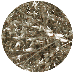 Паникум крашеный платиновый (Panicum platinum)