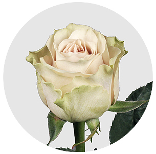 Роза Экспожер (Exposure)