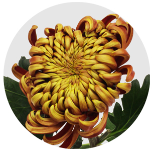 Хризантема Фуэго (Fuego)