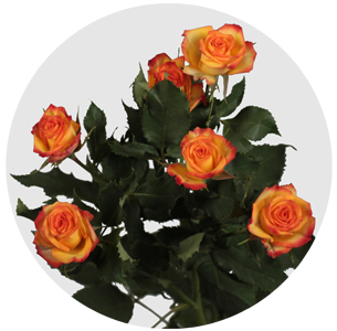 Роза кустовая Айлайнер (Eyeliner)