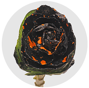 Брассика крашеная Сплэш чёрно-оранжевая (Splash Black-Orange)