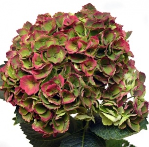 Гортензия зелено-красная