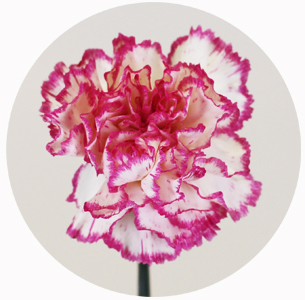 Гвоздика стандарт микс 5