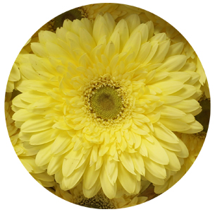 Гербера Фул Мун (Full Moon)