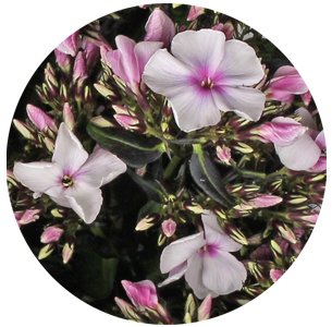 Флокс Брайт Айс (Bright Eyes)