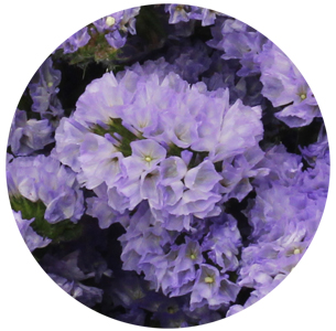 Статице Ламер (Lamere)