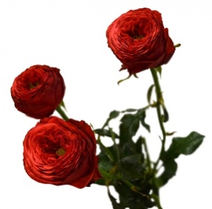 Роза кустовая Пиано Ред (Piano Red)