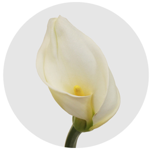 Калла Коломбе Де Ла Пе (Colombe De La Paix)