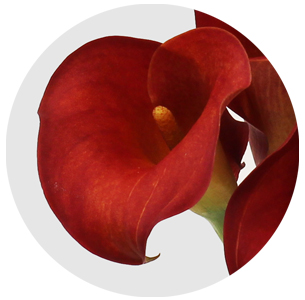 Калла мини красная