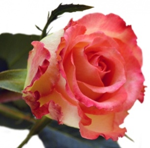 Роза Дуэт (Duet) Роза Дуэт (Duet)