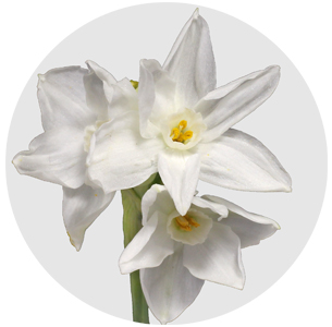 Нарцисс Пепервайт (Paperwhite)