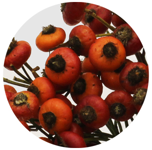 Розенботтел Сэнсэйшнл Фэнтэзи (Rozenbottel Sensational Fantasy)