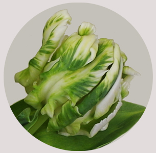 Тюльпан Паррот бело-зеленый (Parrot white/green)