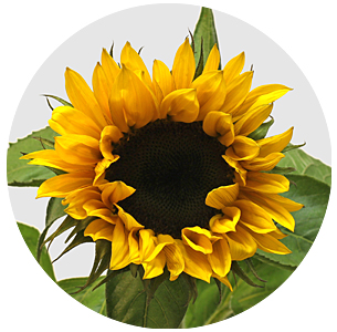 Подсолнух Санрич оранжевый (Sunrich Orange)