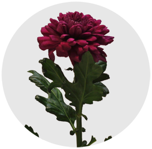 Хризантема одноголовая Ламира (Lamira)