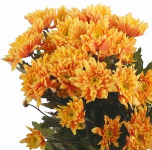 Хризантема кустовая Евро крашеная оранжевая (Euro pnt orange)