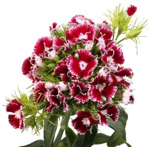 Диантус барбатус бело-лиловый